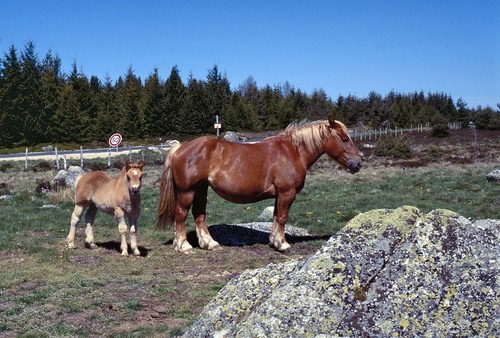 france pierre paysage rocher pelouse chevaux poulain granit margeride