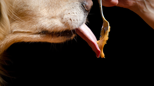 Dog and Peanut Butter