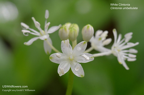 White Clintonia, Clinton’s Lily, Speckled Woodlily - Clintonia umbellulata