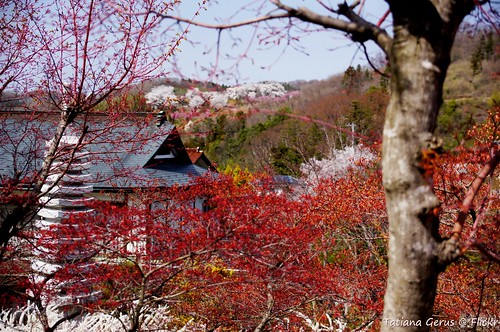 red tree leaves japan japanese maple acer trunk foof newgrowth hanamiyama