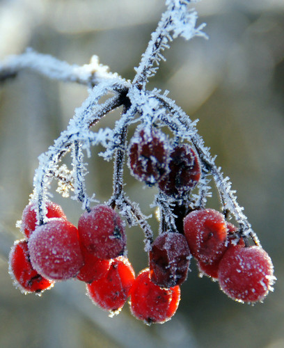 winter light red rot ice nature licht frozen frost berries dof hoarfrost natur eis beeren raureif gefroren vogelbeeren dorenawm