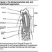 The dental anatomic unit and attachment apparatus emergency Medicine Practice