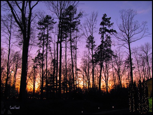 trees sunset sky silhouette 2011