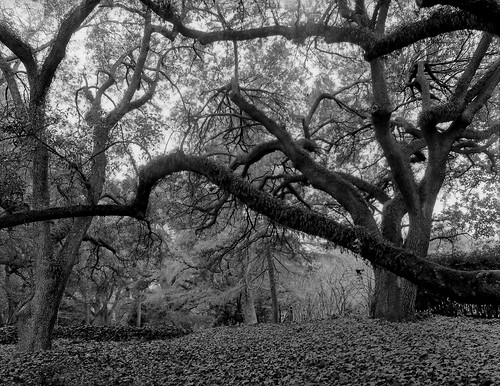 park blackandwhite tree film hasselblad liveoak hopelandgardens aikensouthcarolina istillshootfilm iflorddelta100