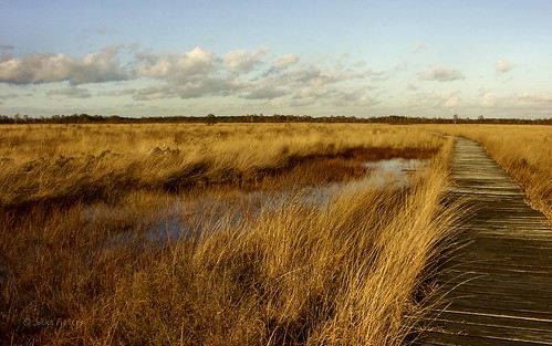 holland netherlands nederland veen boardwalk bog fen twente marshland overijssel konicaminoltadimagea2 haaksbergerveen 6723 vlonderpad mygearandme mygearandmepremium mygearandmebronze mygearandmesilver mygearandmegold