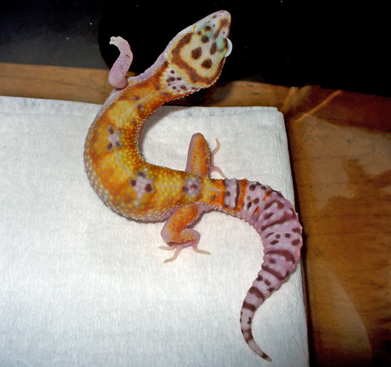 W&Y Bell, Produced by Sasobek's Reptiles, Owned by Michael Ecklund