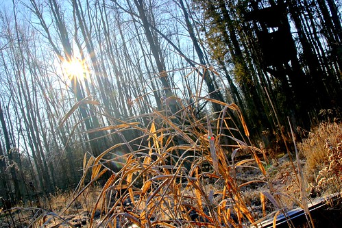 county winter sunset usa ice forest sunrise moss twilight midwest stream warm michigan january equipment research moonrise asparagus hart 2012 oceana westernmichigan okemos midmichigan