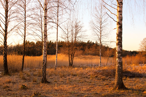 trees nature sweden fjällnora