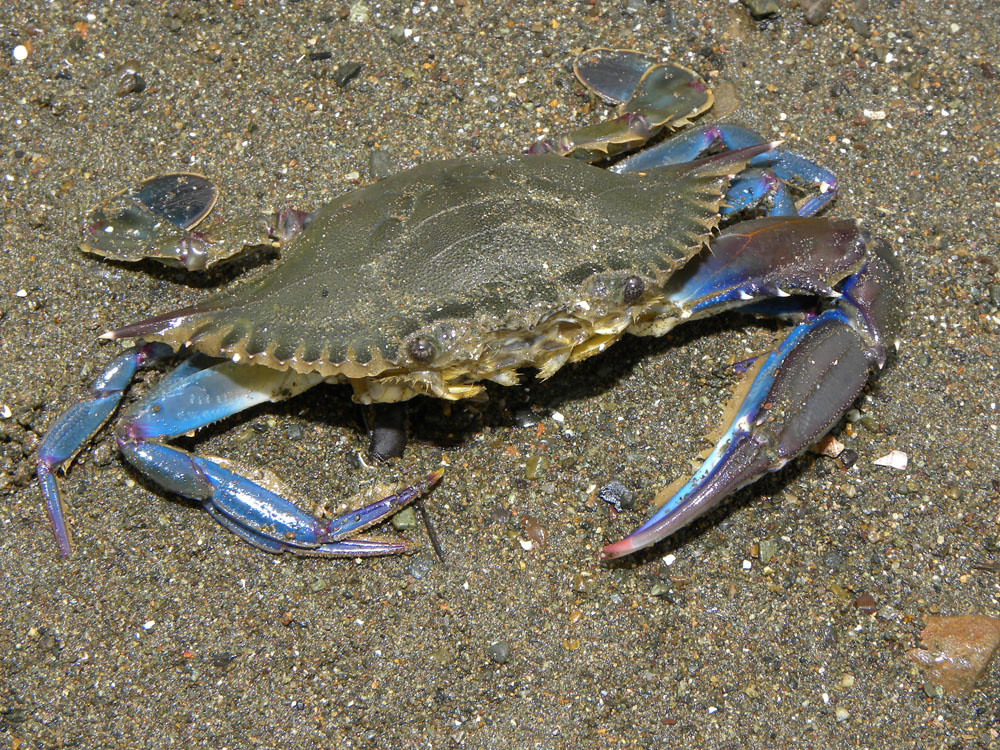Blue Crab (MatBio CRABS, SHRIMPS, JELLYFISH, SEA STARS