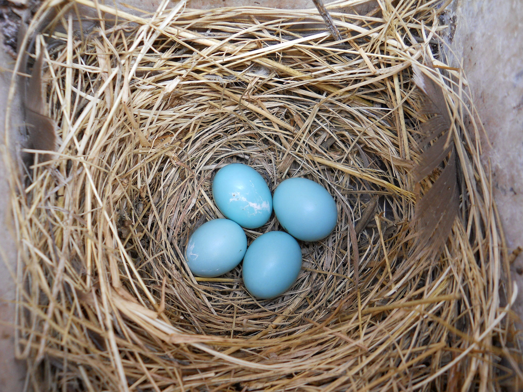 Blue Eggs in Nest Box
