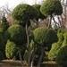 Juniperus Chinensis 'Mint Julip Pom Pom'
