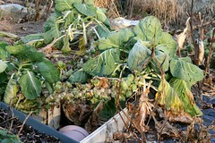 Brussels sprouts 032