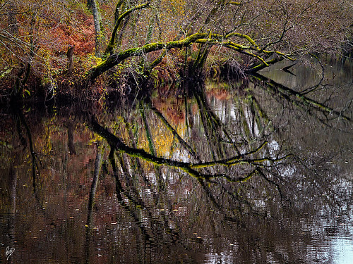 wood autumn bw reflection fall motif rio forest river landscape spain place escenario paisaje bosque scenary reflejo otoño technique esp ourense 2011 arnoia pacoct