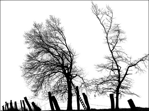 tree silhouette fence geotagged highkey deerstand raisedhide geo:lat=5155913544 geo:lon=950063324