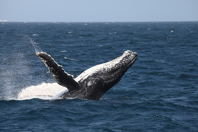 Whale breaching 4