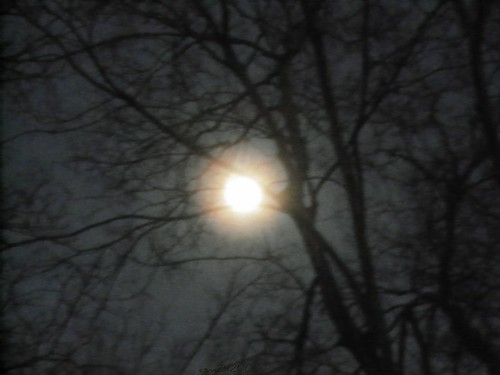 trees light moon water night puddle full soe goldstaraward csm242000 gaveyachills