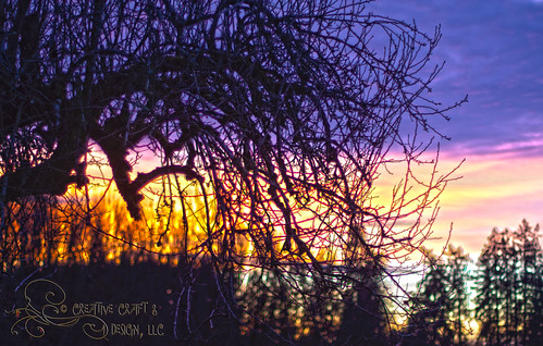 sunset tree silhouette hdr