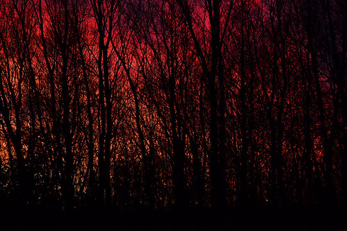 trees red orange silhouette sunrise nikon d3100