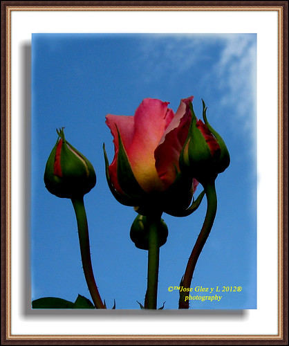 ▻Fantastic Flowers◅ Flores Fantasticas P1A2 Sw O | Flickr