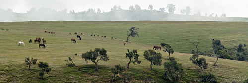 africa trees horses mist field fog october pasture ethiopia grazing foal simienmountains amhara simiennationalpark northgonder simiengonder