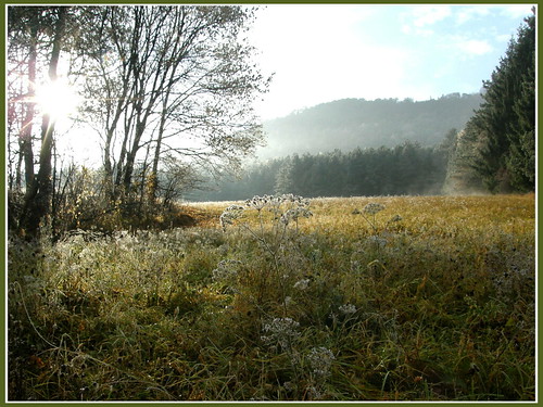 autumn sun mist fall fog nebel herbst meadow wiese rime sonne niederösterreich loweraustria rauhreif flatz