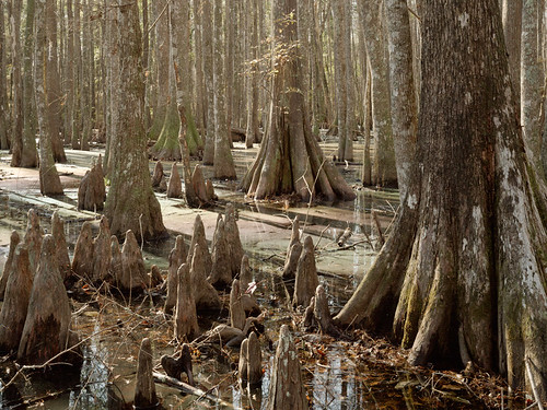 landscape southcarolina swamp 4x5 lowcountry largeformatphotography largeformatlandscape scanningback 4x5scanningback