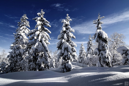 trees winter snow cold clouds forest landscape shadows bright spirit christmastree firtree blanketofsnow infinestyle snowcurl
