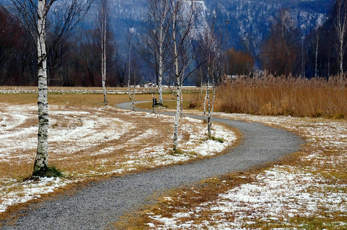 schnee winter snow tree forest way landscape december path curve dezember curved landschaft wald baum schilf weg birke kochelsee 2011 geschwungen dorenawm