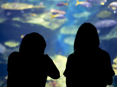 Aquarium Silhouettes
