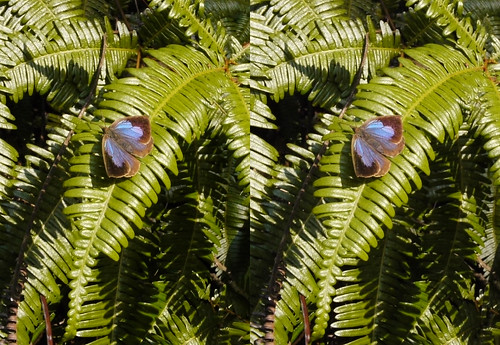 Narathura japonica, stereo parallel view