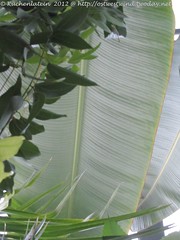 Bananenblatt
