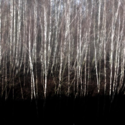 trees light shadow birch bäume dortmund birken rainer❏ 35mm118g