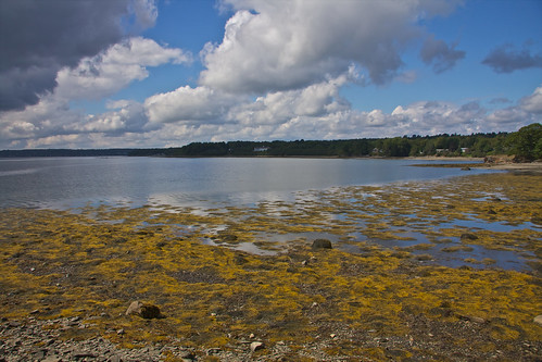 ocean park sea usa seaweed beach america point big rocks stones united maine moose pebble trail states spruce searsport