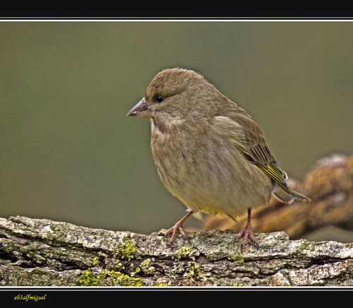 aves verderón pajáros