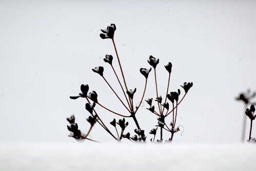 Azalea in Snow
