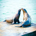 Kissing Sea lions
