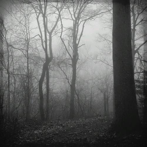 trees fog gray