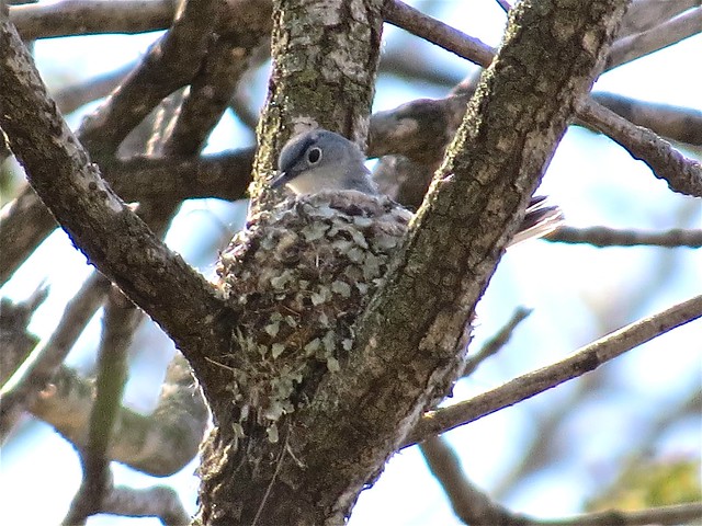 Blue-gray Gnatcatcher on Nest at Dixon Waterfowl Refuge at Hennepin and Hopper Lakes in Putnam County, IL