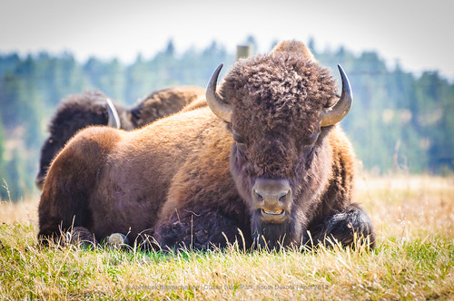 fauna southdakota buffalo unitedstates wildlife custer fairburn