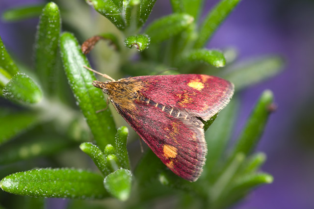 201: Pyrausta aurata