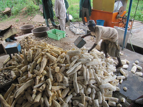 Cassava are organized into piles for processing. Photo: HarvestPlus