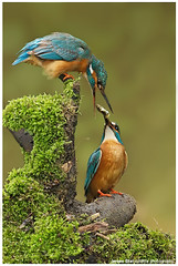 Kingfishers by Jeroen Stel