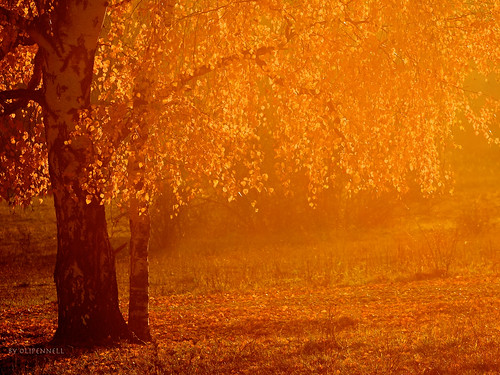 sunlight tree germany golden birch baum birke heilbronn sonnenlicht waldheide badenwürttemberg