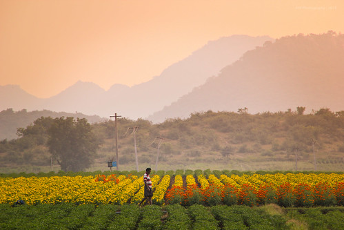 flowers sunset india mountains nature colors garden countryside village paddy flowerbed fields goldenhour mountainrange andhrapradesh guntur canon550d