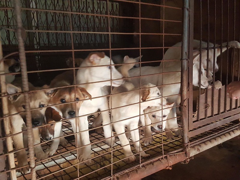 Nami Kim Team tries to shut down dog farm with 300 puppies in Bucheon