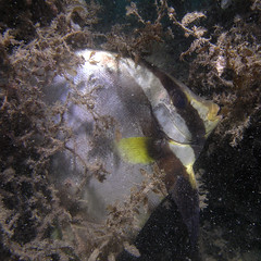Platax pinnatus, the Dusky Batfish eating the algae