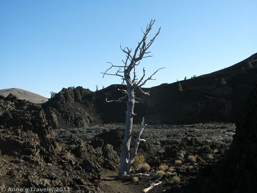 Dead tree along the Big Crater Trail, Craters of the Moon National Monument, Idaho