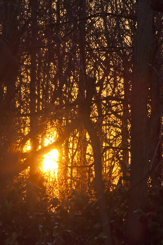 wood trees sunset sun tree gateway pieterd