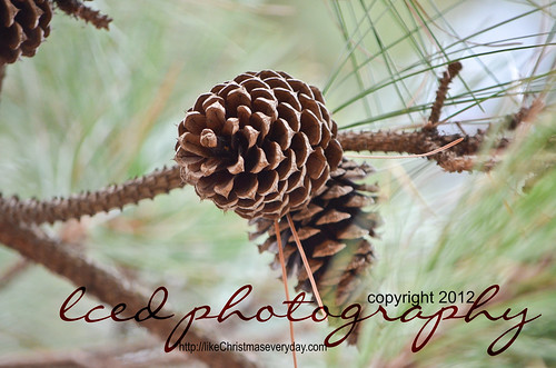 trees winter walks pinecones