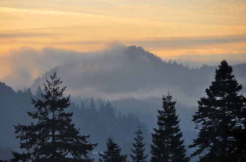 trees fog oregon forest sunrise dawn myrtlepoint